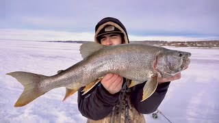 REMOTE Ice Fishing BIG Fort Peck Lake Trout