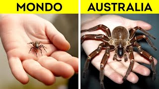 Perché gli Insetti in Australia Sono così Grandi?