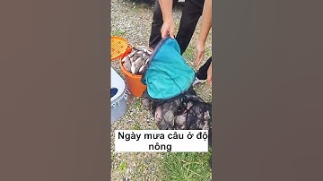 Cá Chép Câu Ở Độ Sâu Hay Độ Nông? Bí Quyết Thành Công!  #cauca #fishing #caucagiaitri