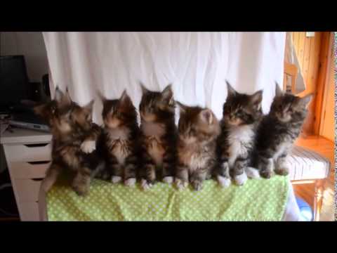 uptown-funky-kittens