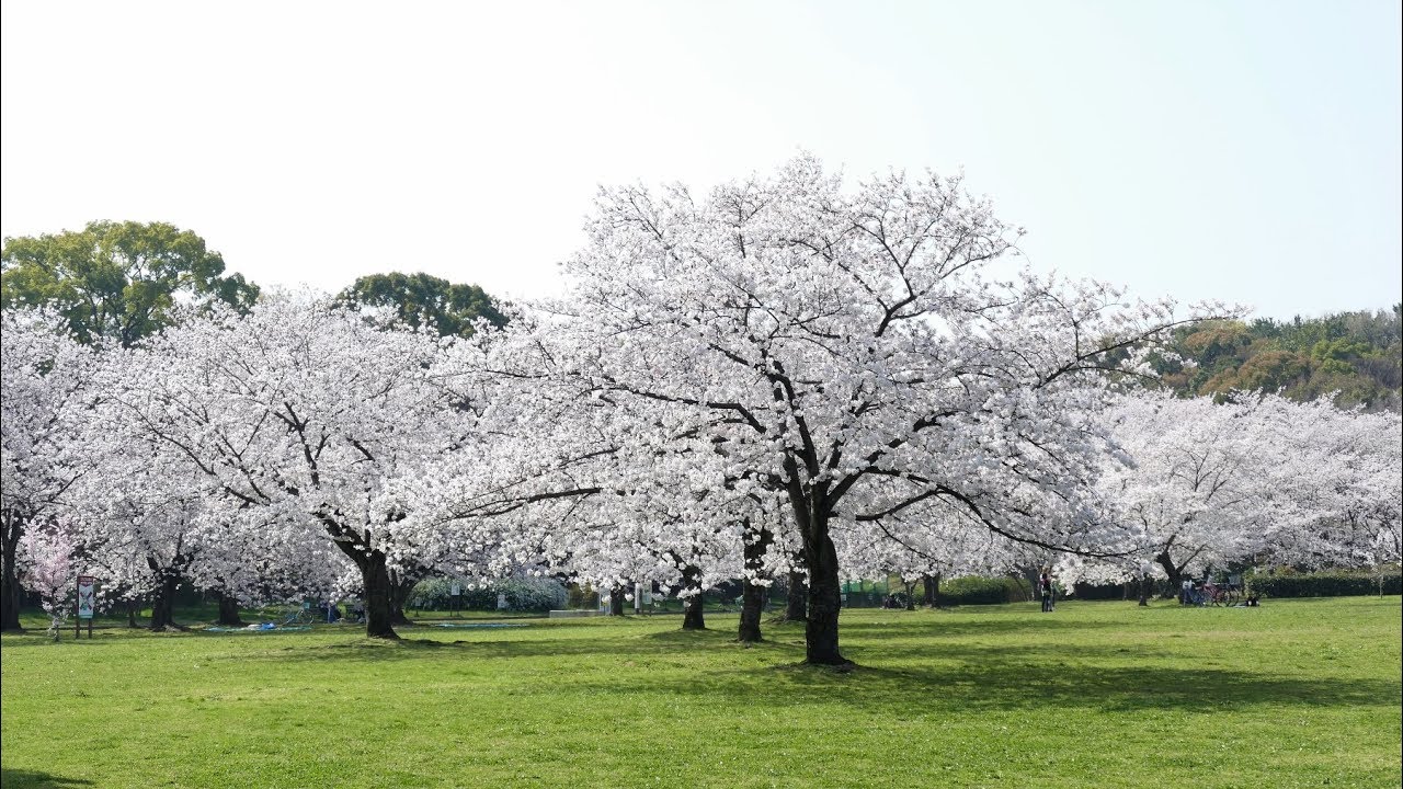 大泉緑地の桜 静止画 ２０１８年３月２９日 Youtube