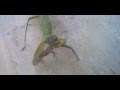 A praying mantis eating a japanese grass  lizard