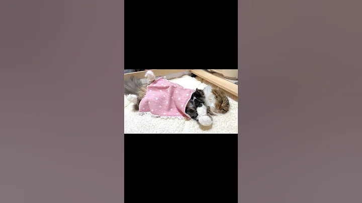 Watch the video about [Short] 😻Scottish fold kitten taking a nap using a mini towel as a blanket. Elle video No.S309