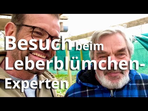 Video: Wann Leberblümchen säen?