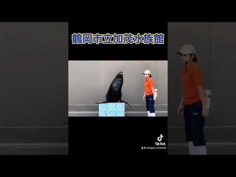 鶴岡市立加茂水族館　ゴマフアザラシ