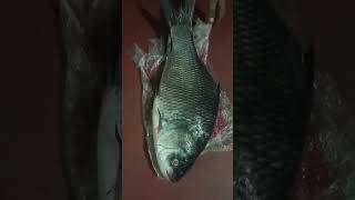 Katla Mach Size Katla