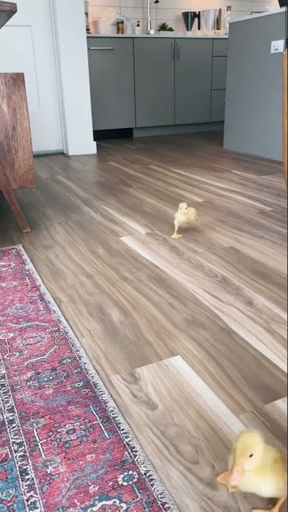 A crowd of ducks is driving around the kitchen! Tik tok cute birds👋😻