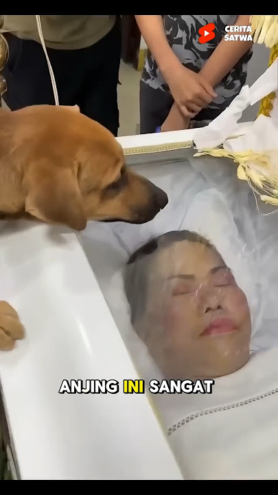 Anjing Ini Sangat Sedih Ketika Majikan Meninggal