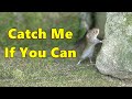 Cat tv  mice on the run  jerry mouse for cats to watch  8 hours 