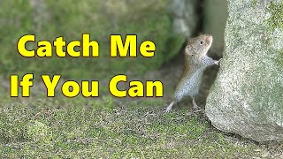 Cat Tv ~ Mice On The Run 🐭 Jerry Mouse For Cats To Watch ⭐ 8 Hours ⭐