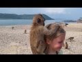 Monkey Island Pattaya Thailand. Остров обезьян