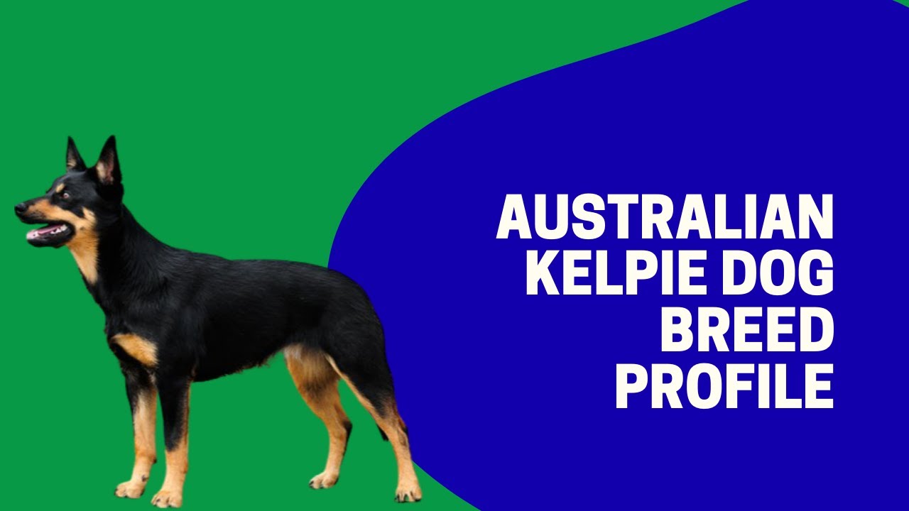 Australian Kelpie Dog Breed Profile YouTube