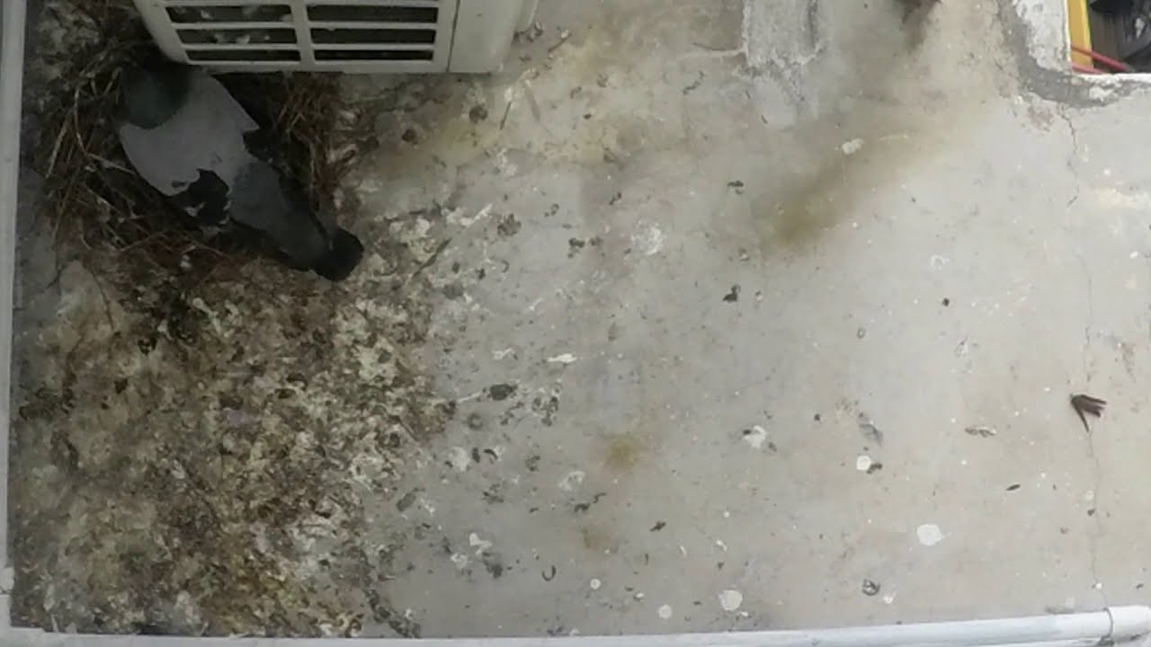 pigeon laid eggs on aircon balcony (Top View) YouTube