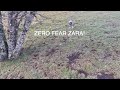 ZERO Fear Shikoku Dog の動画、YouTube動画。
