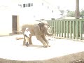 みどりちゃん のご挨拶とトレーニング 2018.7.15