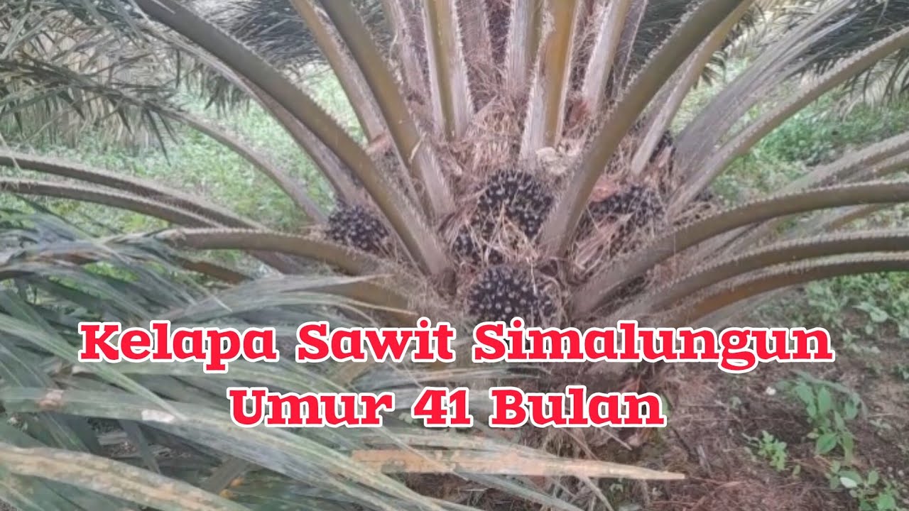 Performa kelapa sawit simalungun umur 41 bulan semakin mempesona @IlmuSawit