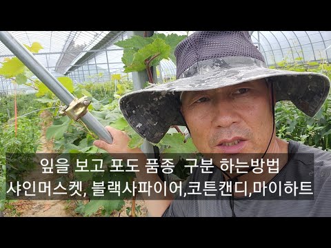 포도 잎사귀 모양으로 품종 알아보기 블랙사파이어 코튼캔디 마이하트 샤인머스켓 포도재배