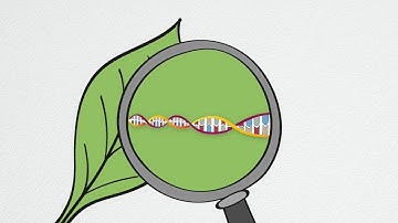 DSI – Simply Explained