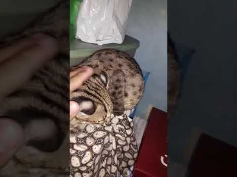 Kucing hutan jawa jinak YouTube