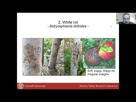 Video: Kontrola černé hniloby jablek – informace o chorobě černé hniloby jablek