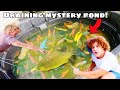 I drained my mystery fish pond