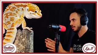 This is why Tiki's Geckos is the new GOLD STANDARD for Crested Geckos  Redline Report Ep.11