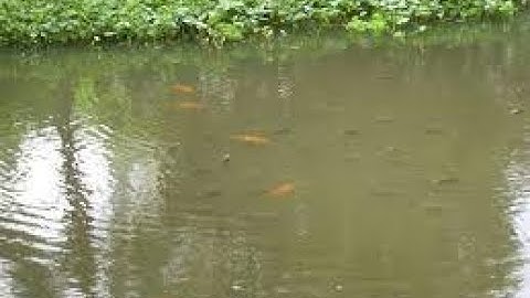 Cách xử lý khi nước ở ao cá truyền thống bị đục