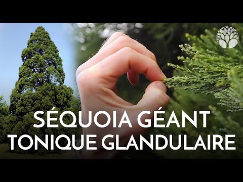 Vidéo: Quelle est la taille du séquoia géant ?