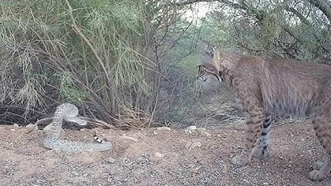 Bobcat vS Diamondback