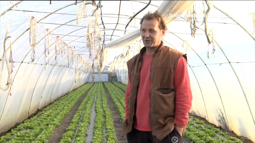 Nije pristao na ucenu  - dao je otkaz i poceo da uzgaja salatu  - evo njegovog iskustva ...