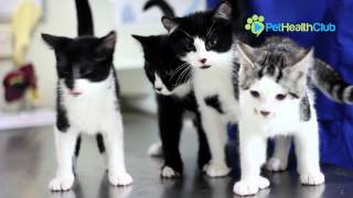The PetHealthClub - Your Complete Guide to Cat Vaccinations Wealth