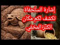 اشارة السلحفاة تكشف سر مكان الكنز المخي