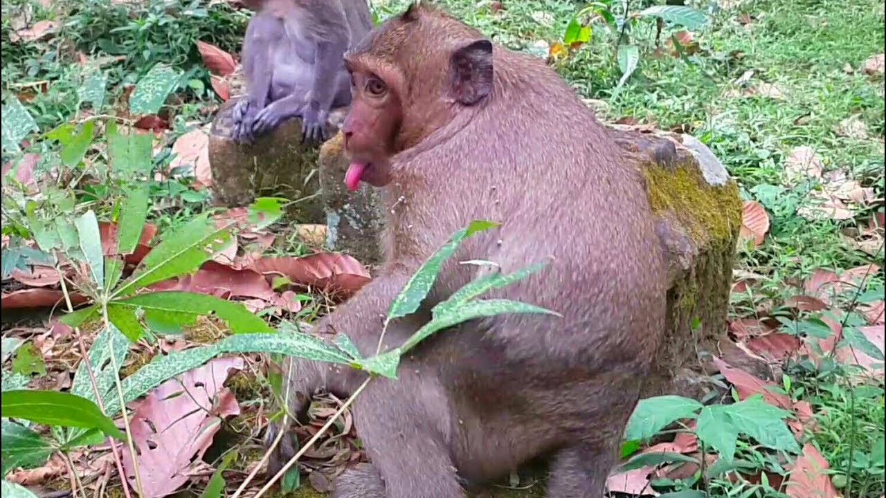 So nice Spoil monkey Sweet pea and Jack joking very funny, It Look like.