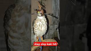 Download Lagu alap alap kaki biting #alapalap #elang #kabit MP3
