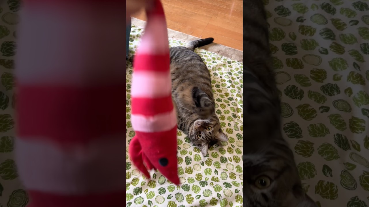 エビが大好きなトラジ。好きなおもちゃは変わりますね。 #猫 #cat #キジトラ