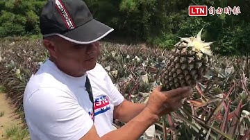 好康！ 1萬5千顆金鑽鳳梨免費入園採摘