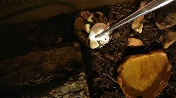 **WARNING GRAPHIC FEEDING** Live feeding my Vanilla Ball Python.