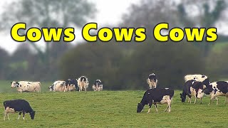 Cows Cows Cows ⭐ 8 HOUR Cow Videos ⭐