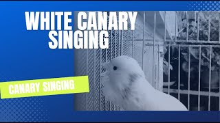 White Canary Singing - تغريد كنار ابيض