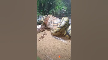 Cận cảnh con trăn nuốt chửng con bò