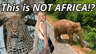 Celebrity Forget Africa… 🇱🇰 Safari in Sri Lanka Is 10X Cheaper Wealth