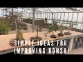 Simple ideas for improving bonsai