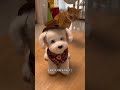 The dream of raising a dog in a multi-cat family finally comes true
