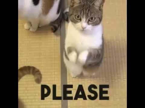 When your cat want to eat - YouTube 