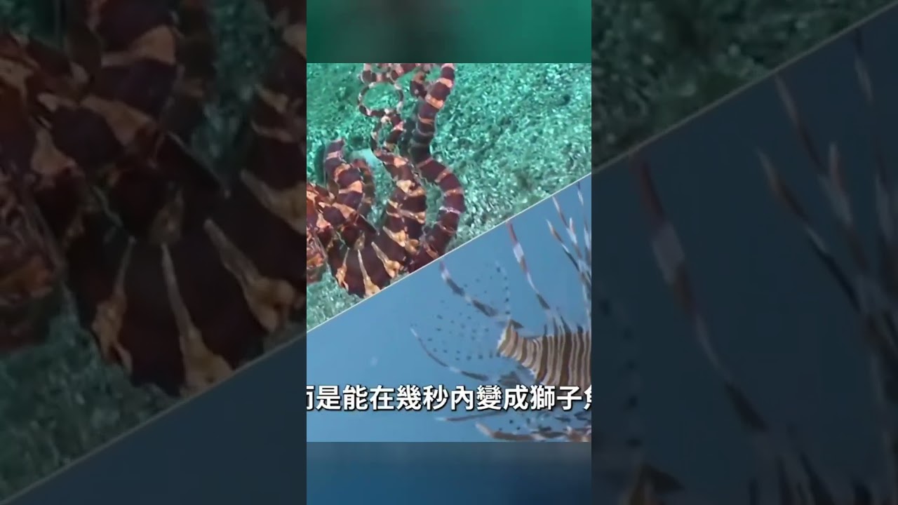世界最強十大偽裝動物:不只隱身,牠們根本是隱形!第一名驚呆你! #知识科普 #世界之最 #百科知识 #冷知识 #猎奇