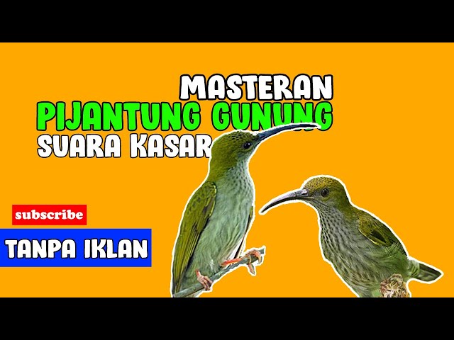 MASTERAN PIJANTUNG GUNUNG COCOK BUAT BURUNG JUARA class=