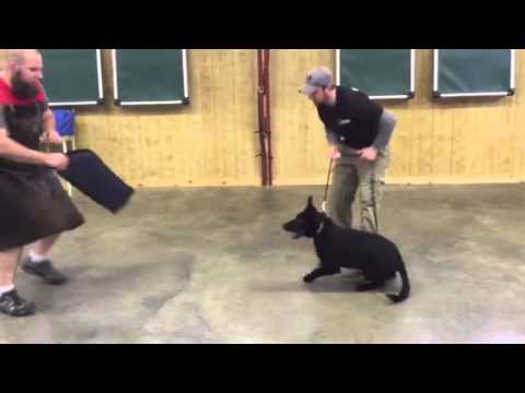 video phone beyonce mp3 Protection Trained German Shepherd