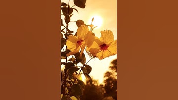 تدبروا سورة النساء من الآية 27 إلى 28   #قرآن #quran #سورة_النساء