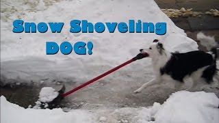 Snow Shoveling Dog - Paige the Border Collie