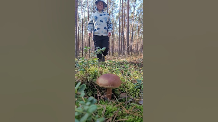 Kto jeszcze uwielbia zbierać grzyby, a nie lubi ich jeść?  #grzyby2024 #mushroom